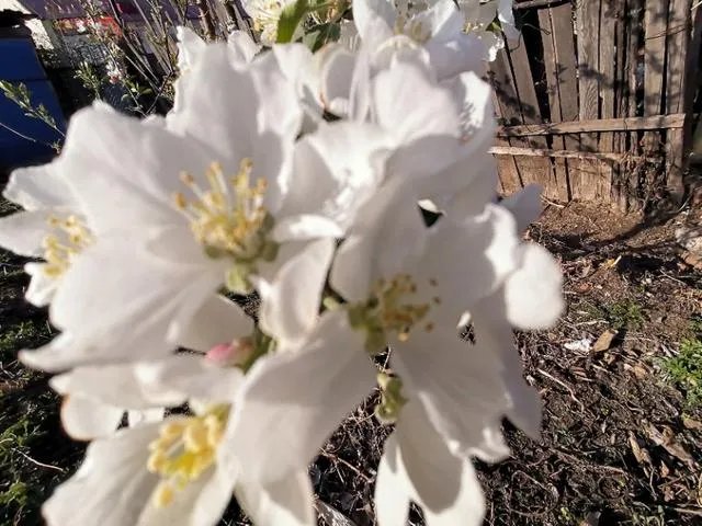 团中央三年内组织1000万人次青年志愿者下乡,你认为这将对农村有何深远影响?